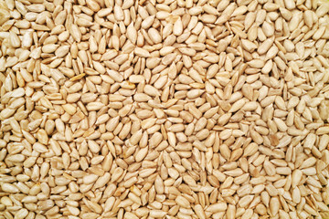 Texture from Peeled Useful Sunflower Seeds 