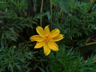 Sunflower growing up 