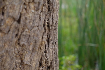 bark of a tree