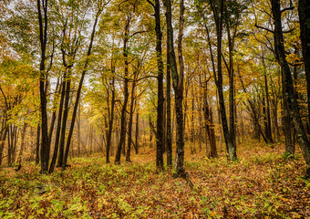 horizontal natural background of colorful fall foliage beech forest in the Appalachians of Virginia