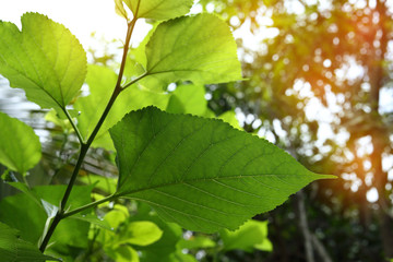 green leaf nature texture