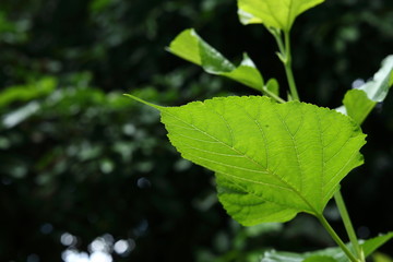 green leaf cell nature texture