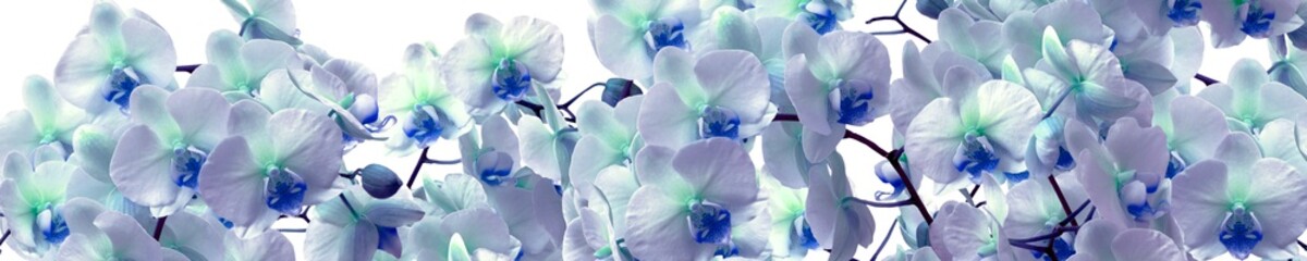 Panele Szklane Podświetlane  Oddział orchidei z białymi kwiatami