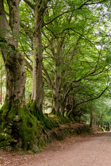 Forest road bordered by beautiful old trees with green twisted branches and moss covered roots....