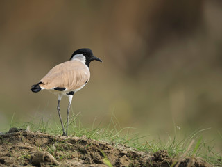 River Lapwing (Vanellus duvaucelii),,,on the bank of river Bhagarathi near Nabadwip, West Bengal. India