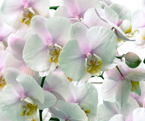 Fototapeta na wymiar Large Orchid flowers