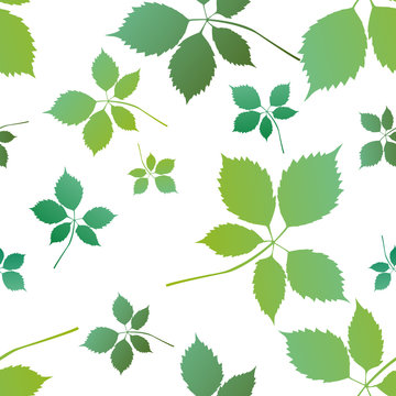 Green maple ash leaf, acer negundo leaf background, pattern. Vector illustration.