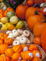 Pumpkins in market