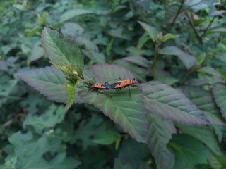 insects on the leaves