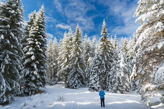 walking in snow winter forest