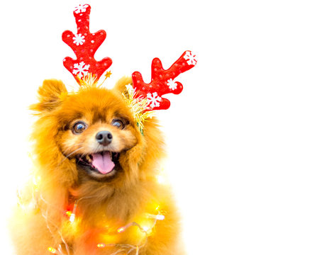 funny dog with christmas decoration isolated