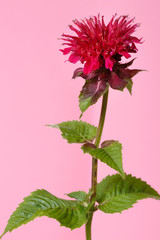 Red flower of monard isolated on pink background.
