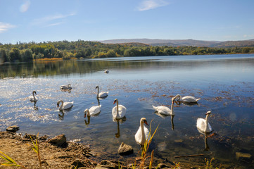 White swans on a colorful lake