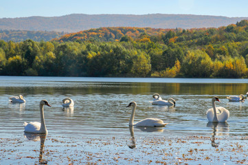 White swans on a colorful lake