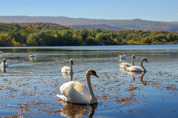 White swans on a colorful lake
