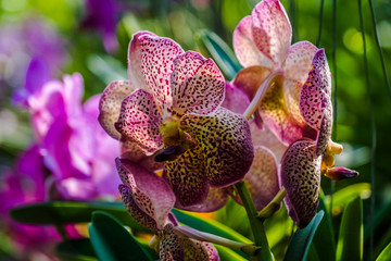 Orchid near Chiang Mai, Thailand