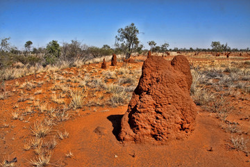 Large group of thermites in northeastern Australia © vladislav333222