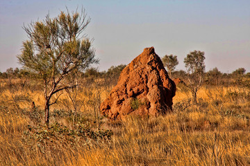 Large group of thermites in northeastern Australia - obrazy, fototapety, plakaty