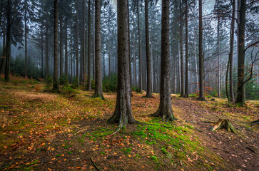 Creepy mystic coniferous forest with green grass and colorful fallen trees atn Czech Moravian highland, Zdarske vrchy, Czech Republic