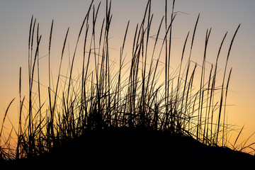 Dune grass against sunset sky.