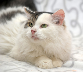 beautiful fluffy white with gray cat on the couch