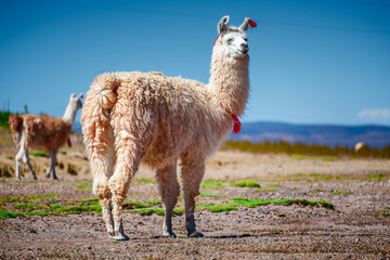 Decorated and relaxed llama in the deserted Bolivian pasture
