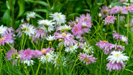 Cosmos is flowering plants in the sunflower family.