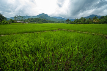 Ripe rice field on the island of Flores, Indonesia