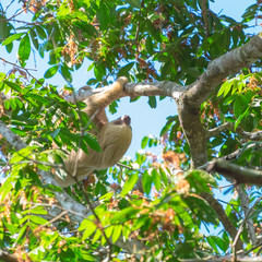 Sloth climbs the tree. Costa Rica