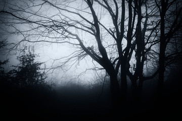 scary tree in dark mysterious woods