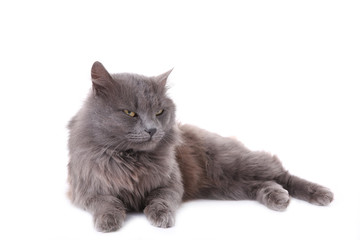 Beautiful grey cat isolated on a white background