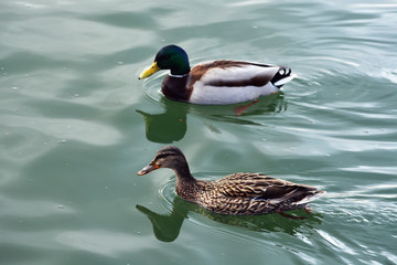 Two wild ducks are swimming in the lake