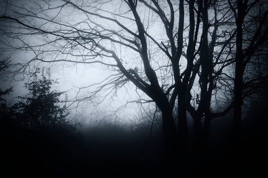 Scary Tree Images – Browse 410,188 Stock Photos, Vectors, and Video | Adobe  Stock