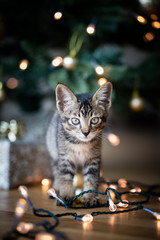 Tabby kitten with christmas lights