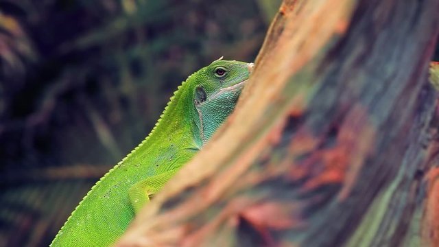Green lizard close-up. Bright video. Beautiful combination of color.