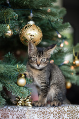 Christmas tree with kitten