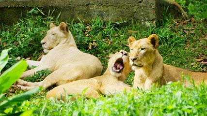 Leonas 