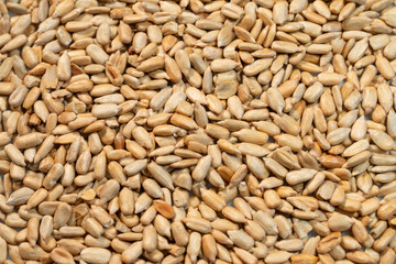 sunflower seeds close-up as background