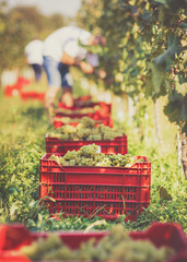 Grape harvesting in vineyard. Making Vine concept.
