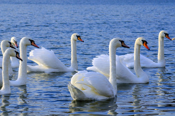 Fototapeta premium White swans on a colorful lake