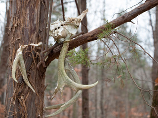 deer skulls on tree