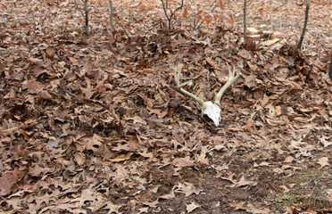 Deer skull