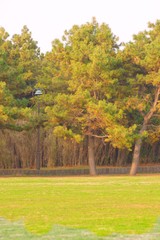 Naklejka premium 公園