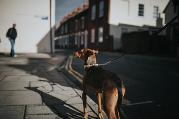 Cute hound dog walking by the sidewalk with sunlight.
