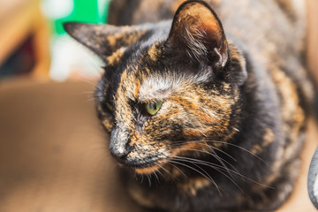 Brown and Black Cat with Green Eyes