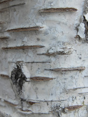 texture of old wall birch bark tree