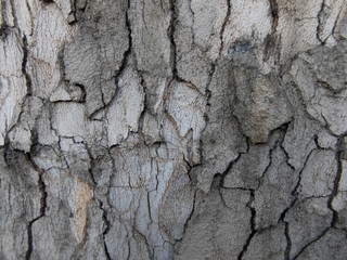 bark of a tree
