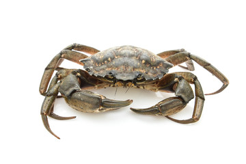 Crab. Black sea crustacean isolated on white background