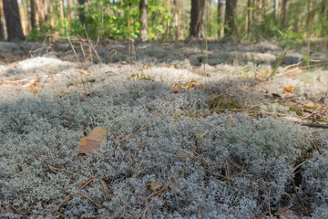 carpet of Reindeer lichen in a pine forest