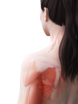 3d rendered medically accurate illustration of the female muscle system